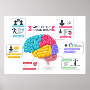 Human brain diagram  poster