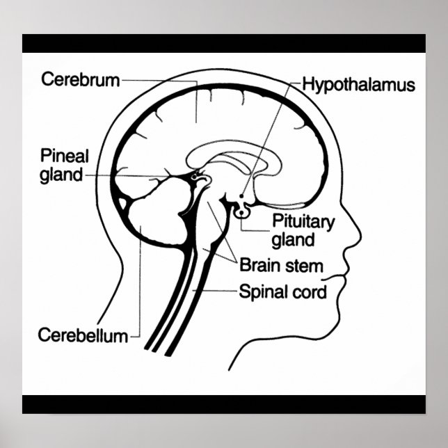Human Brain Medical Anatomy Diagram Poster (Front)