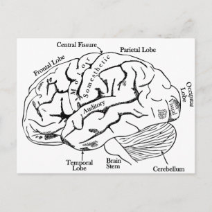 Human Brain Postcard