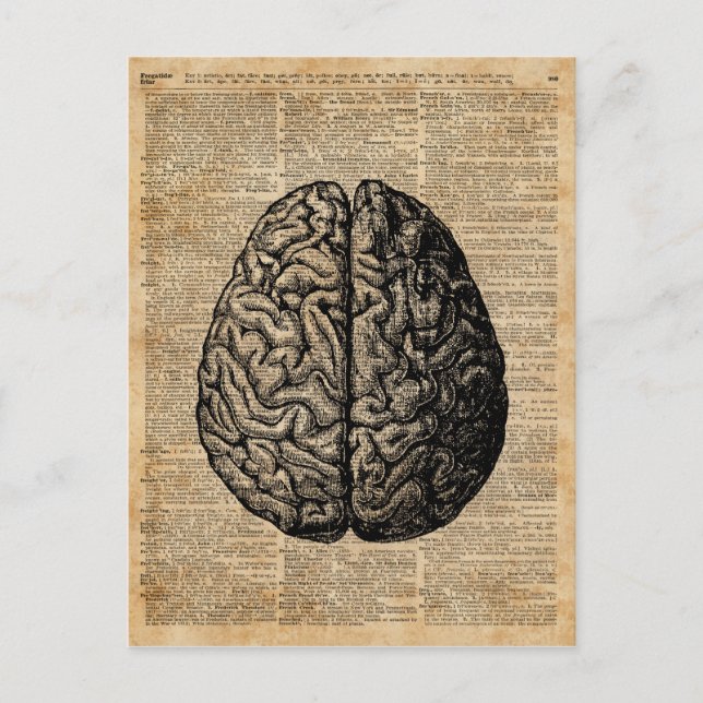 Human Brain Vintage Illustration Dictionary Art Postcard (Front)