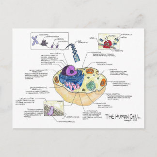 Human Cell Postcard