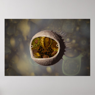 Human Cell poster