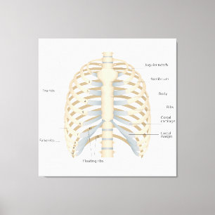 Human chest anatomy canvas print