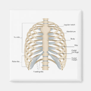 Human chest anatomy magnet