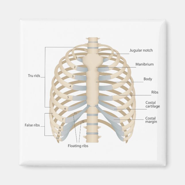 Human chest anatomy magnet (Front)