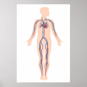 Human circulation system poster