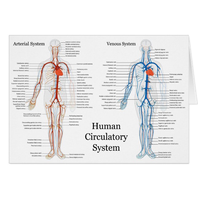Human Circulatory System of Arteries and Veins (Front Horizontal)