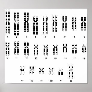 Human DNA Poster