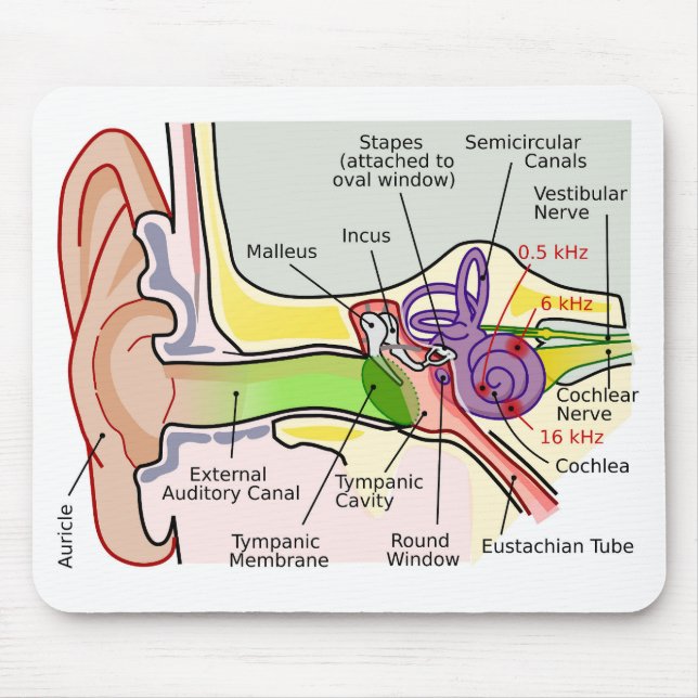 Human Ear Cochlear Frequency Mapping Diagram  Mouse Pad (Front)