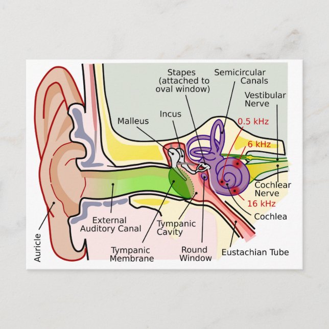 Human Ear Cochlear Frequency Mapping Diagram  Postcard (Front)