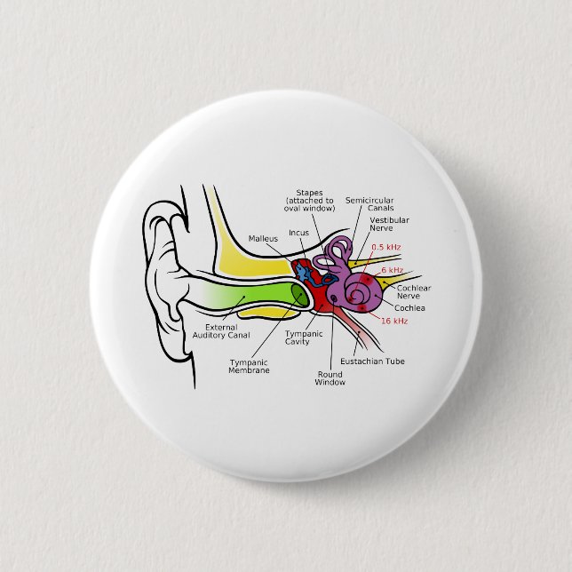 Human Ear Diagram with Cochlear Frequency Mapping 2 Inch Round Button (Front)