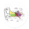 Human Ear Diagram with Cochlear Frequency Mapping