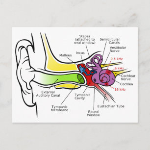 Human Ear Diagram with Cochlear Frequency Mapping Postcard