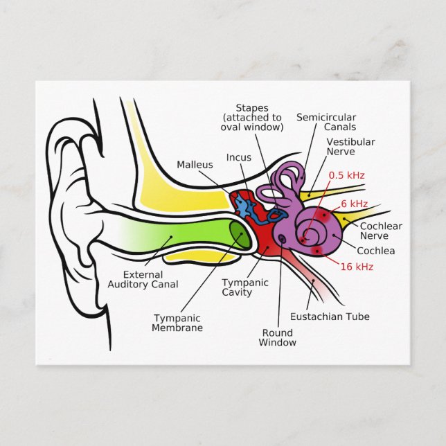 Human Ear Diagram with Cochlear Frequency Mapping Postcard (Front)