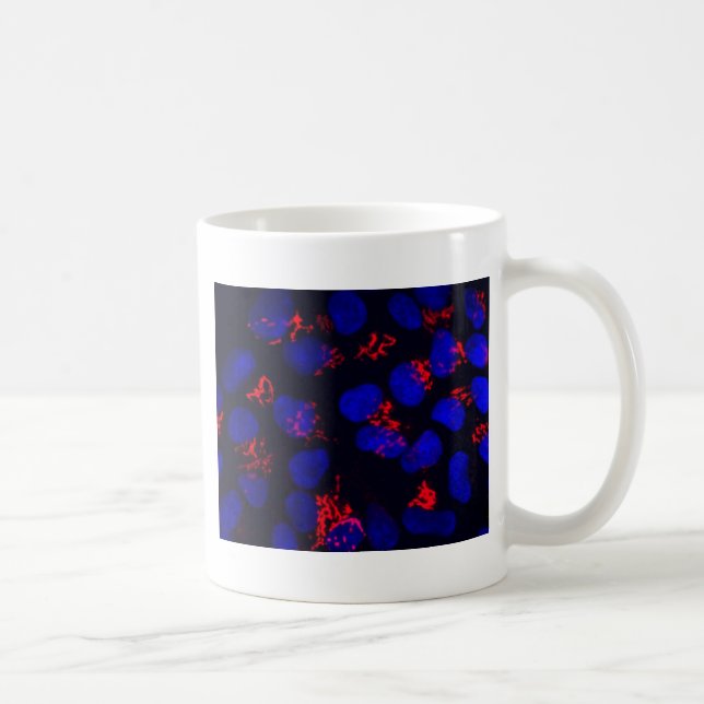 Human embryonic stem cells coffee mug (Right)
