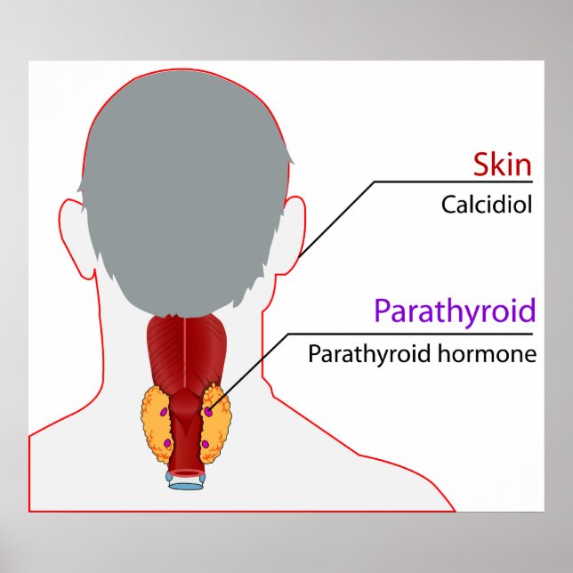 Human Endocrine System Calcium Regulation Chart (Front)