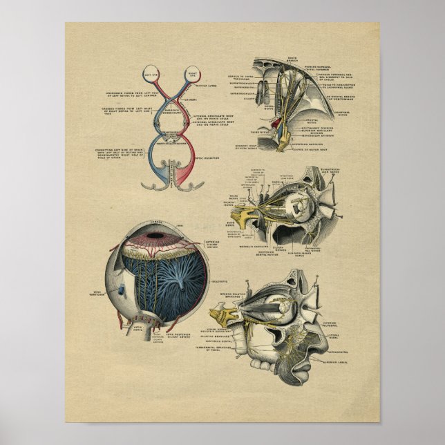 Human Eye Anatomy 1902 Vintage Print (Front)