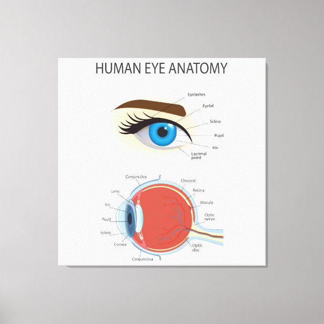 Human eye anatomy canvas print (Front)