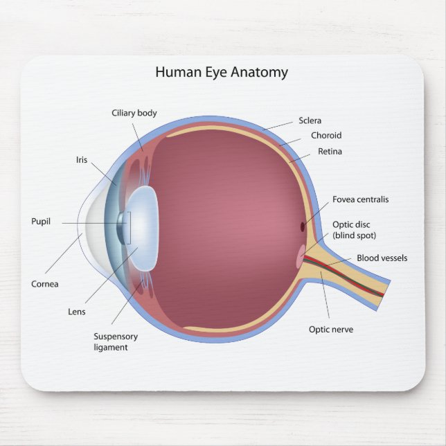 Human Eye Anatomy Mousepad (Front)