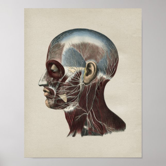 Human Facial Nerves Anatomy Vintage Print (Front)