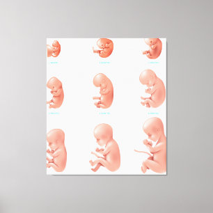 Human Fetus Canvas Print