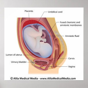 Human fetus in womb labelled poster