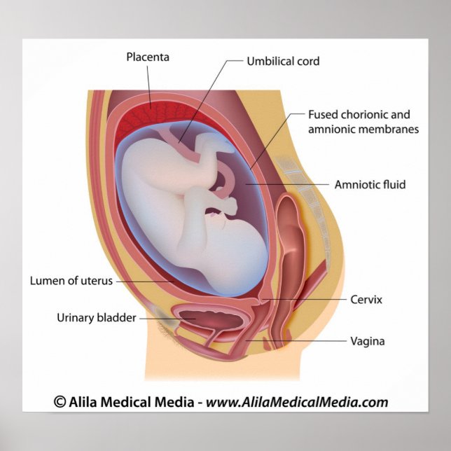 Human fetus in womb labelled poster (Front)