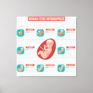Human Fetus Infographics Canvas Print