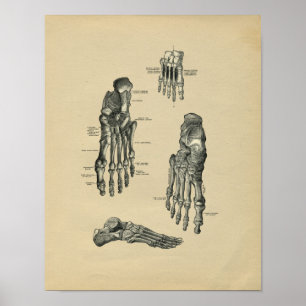 Human Foot Anatomy 1902 Vintage Print