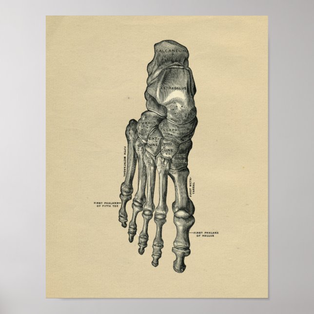 Human Foot Anatomy 1902 Vintage Print (Front)