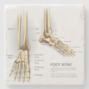 Human Foot Bone Stone Coaster