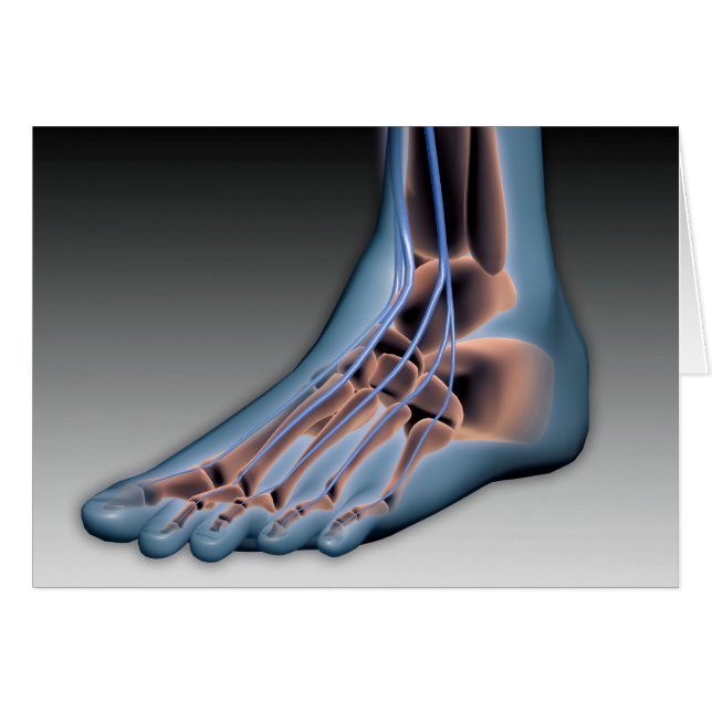 Human Foot With Nervous System 1 (Front Horizontal)