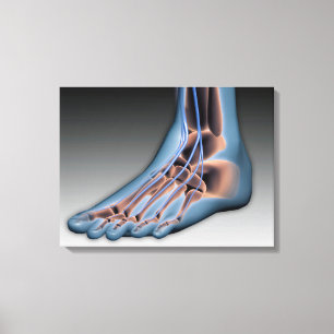 Human Foot With Nervous System 1 Canvas Print