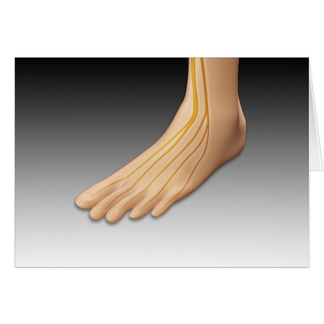 Human Foot With Nervous System 2 (Front Horizontal)