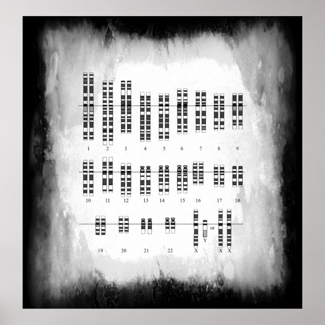 HUMAN GENETIC VARIATION - KARYOTYPE POSTER (Front)