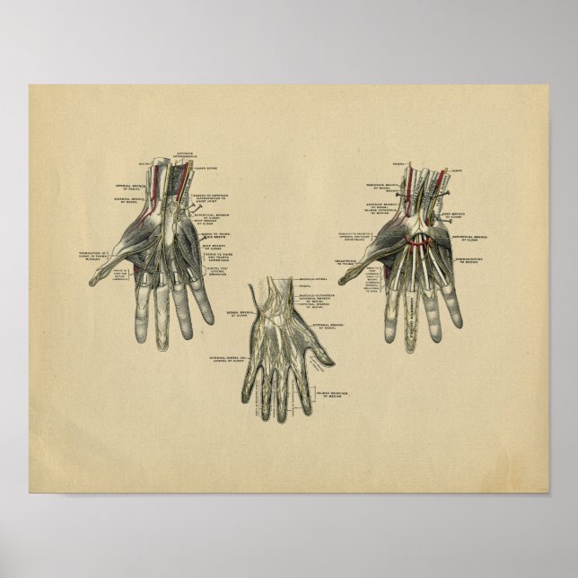 Human Hand Anatomy 1902 Vintage Print (Front)