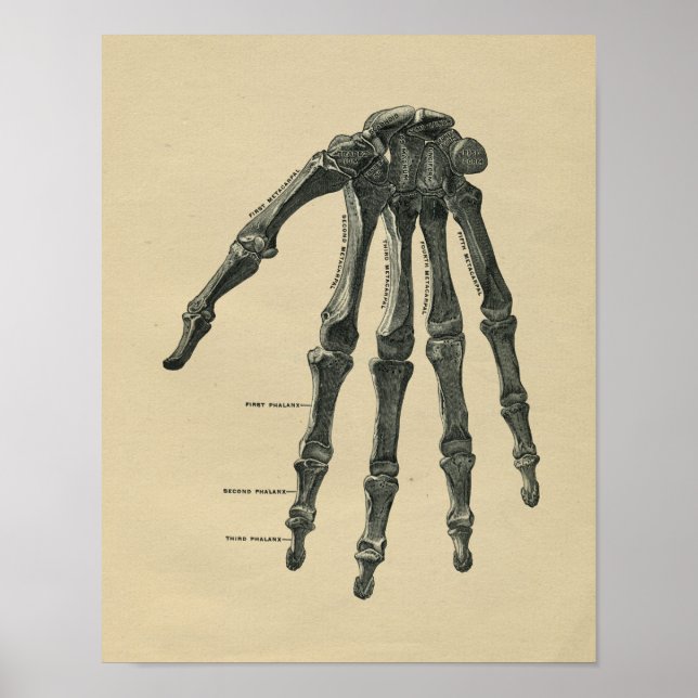Human Hand Anatomy 1902 Vintage Print (Front)