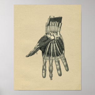 Human Hand Anatomy 1902 Vintage Print