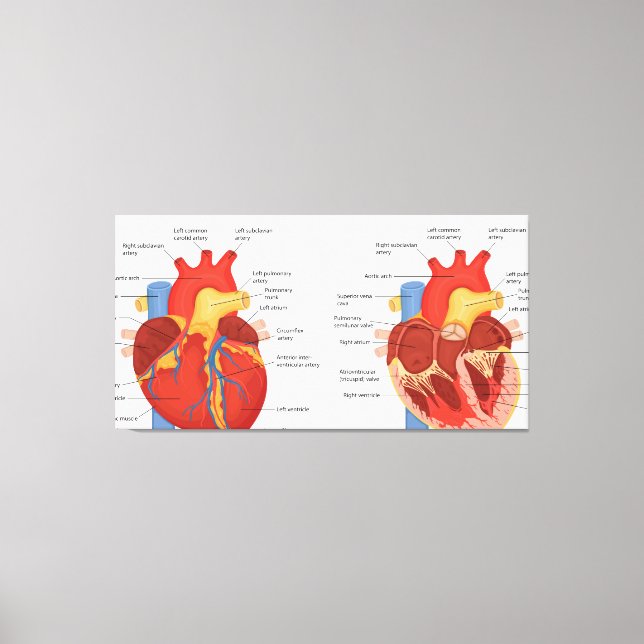 Human heart anatomy canvas print (Front)