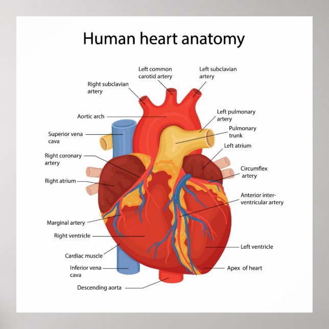 Human heart anatomy poster (Front)