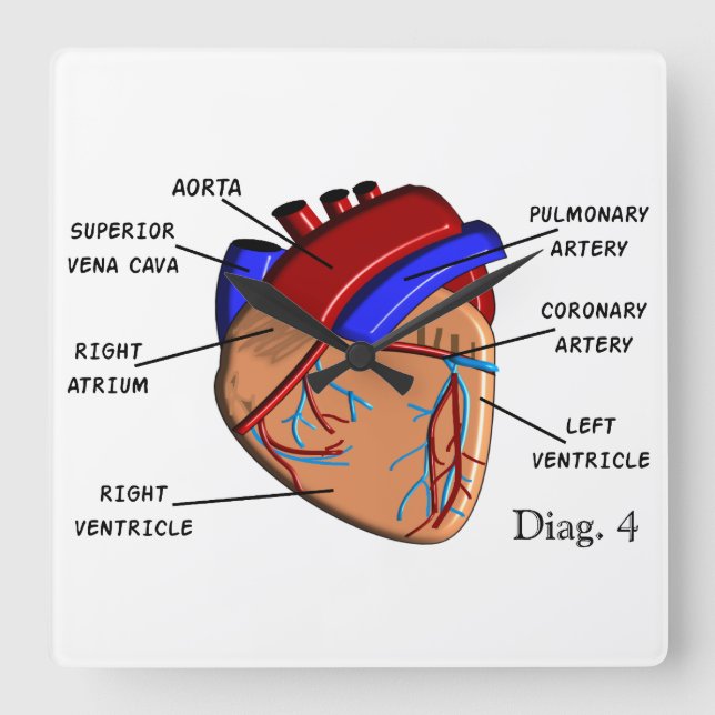 Human Heart Diagram Clock (Front)