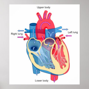 Human Heart Diagram Showing Blood Oxygen Pathways Poster