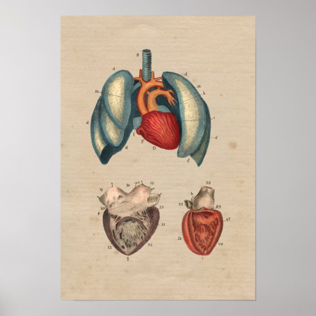 Human Heart Lungs Anatomy 1841 Print (Front)