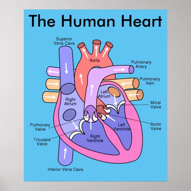 Human Heart Poster (Front)
