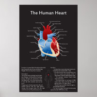 Human Heart