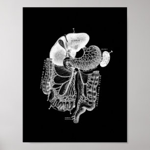 Human Internal Anatomy in Black and White Print