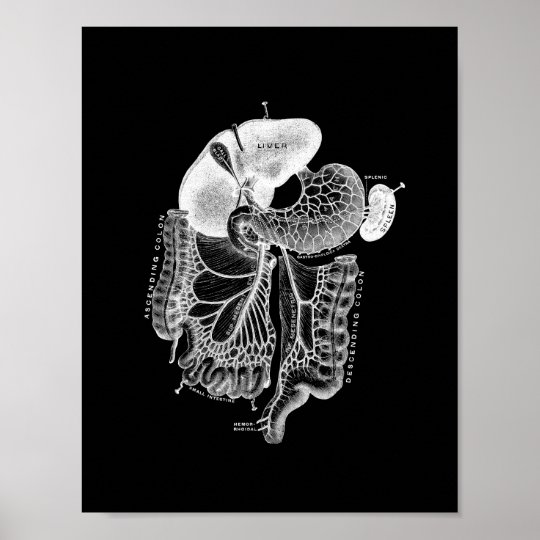 Human Internal Anatomy in Black and White Print | Zazzle.ca