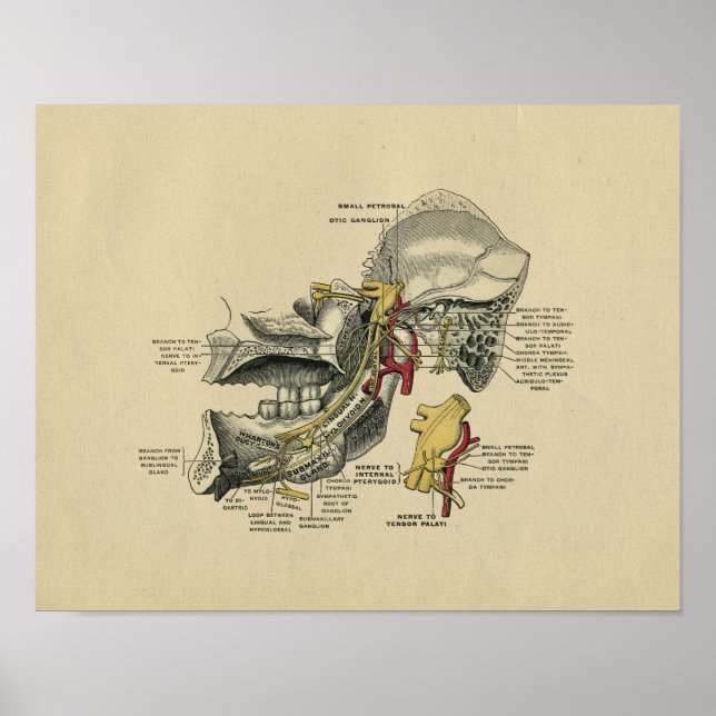 Human Jaw TMJ Anatomy 1902 Vintage Print (Front)