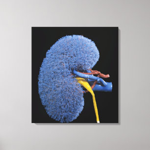 Human Kidney Circulation Canvas Print