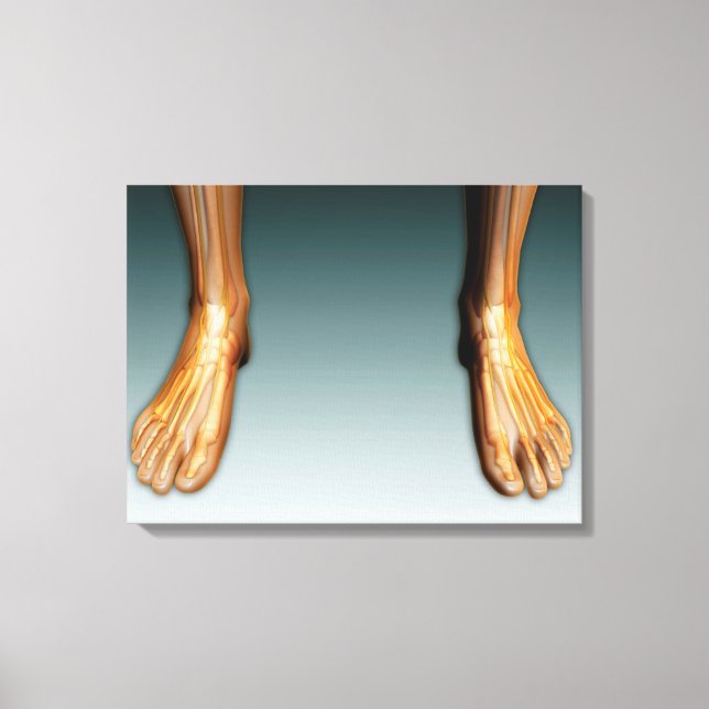 Human Legs And Feet With Nervous System Canvas Print (Front)